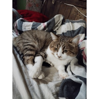 Котик шукає сім'ю