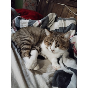 Котик шукає сім'ю